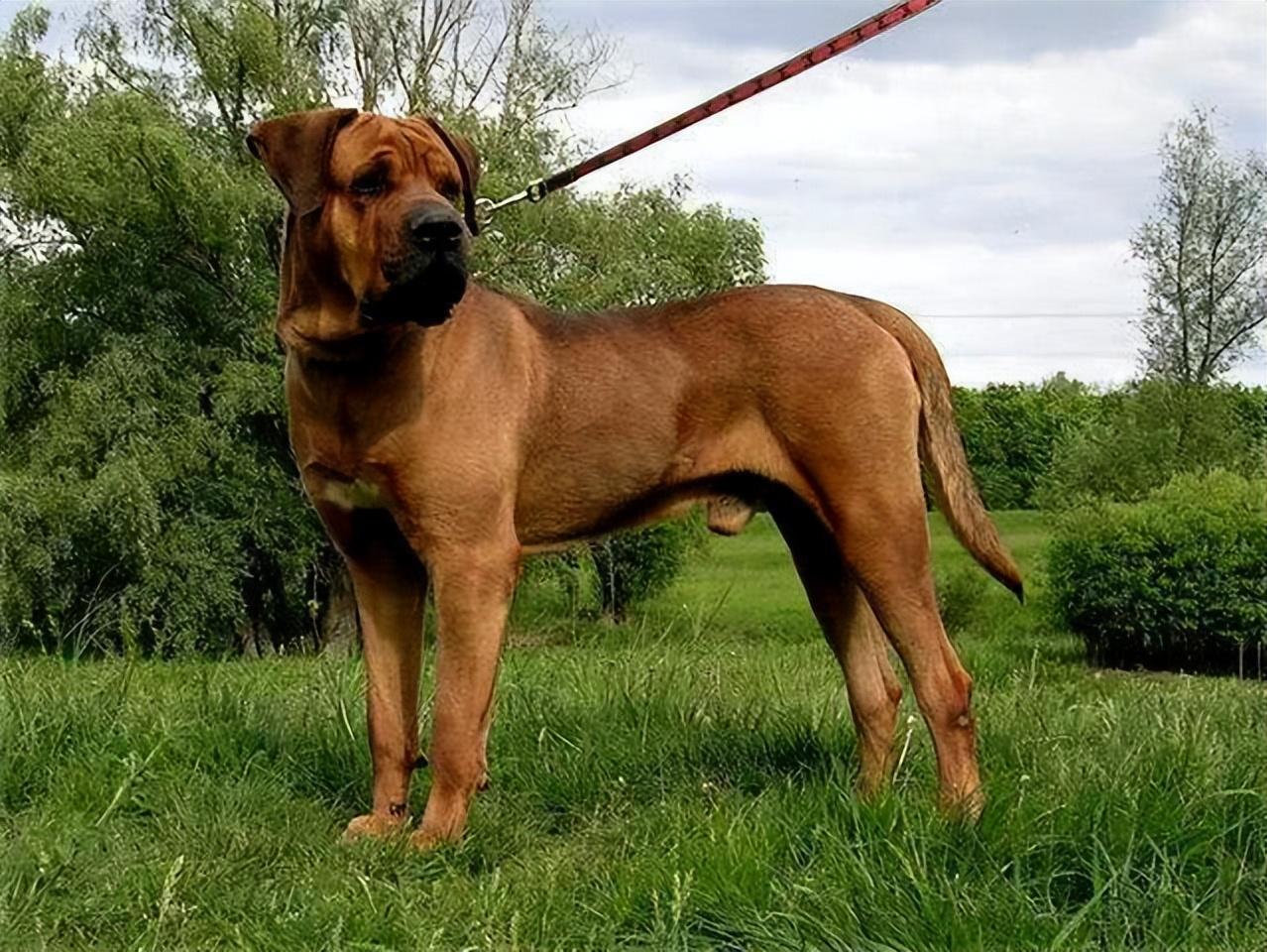 斗犬视频比赛，犬界友情与家庭温馨的瞬间