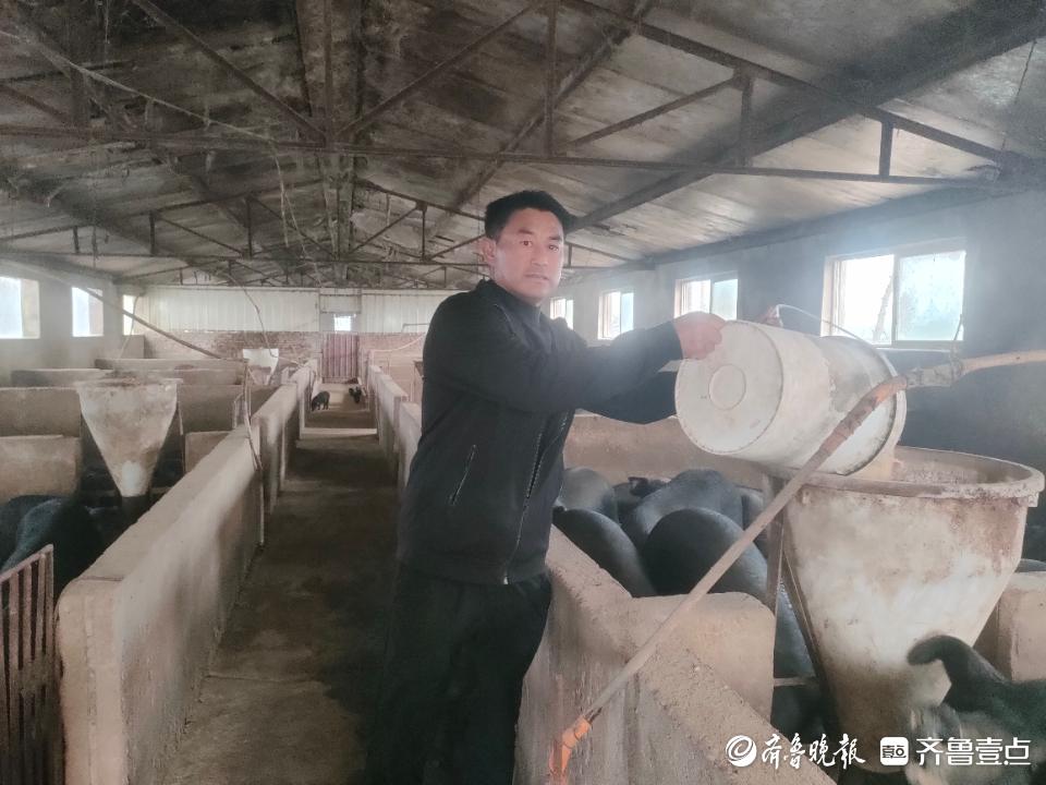 胶州今日生猪价格概览，小巷深处的猪肉市场动态