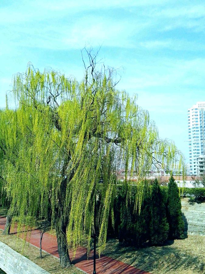 逝世柳最新